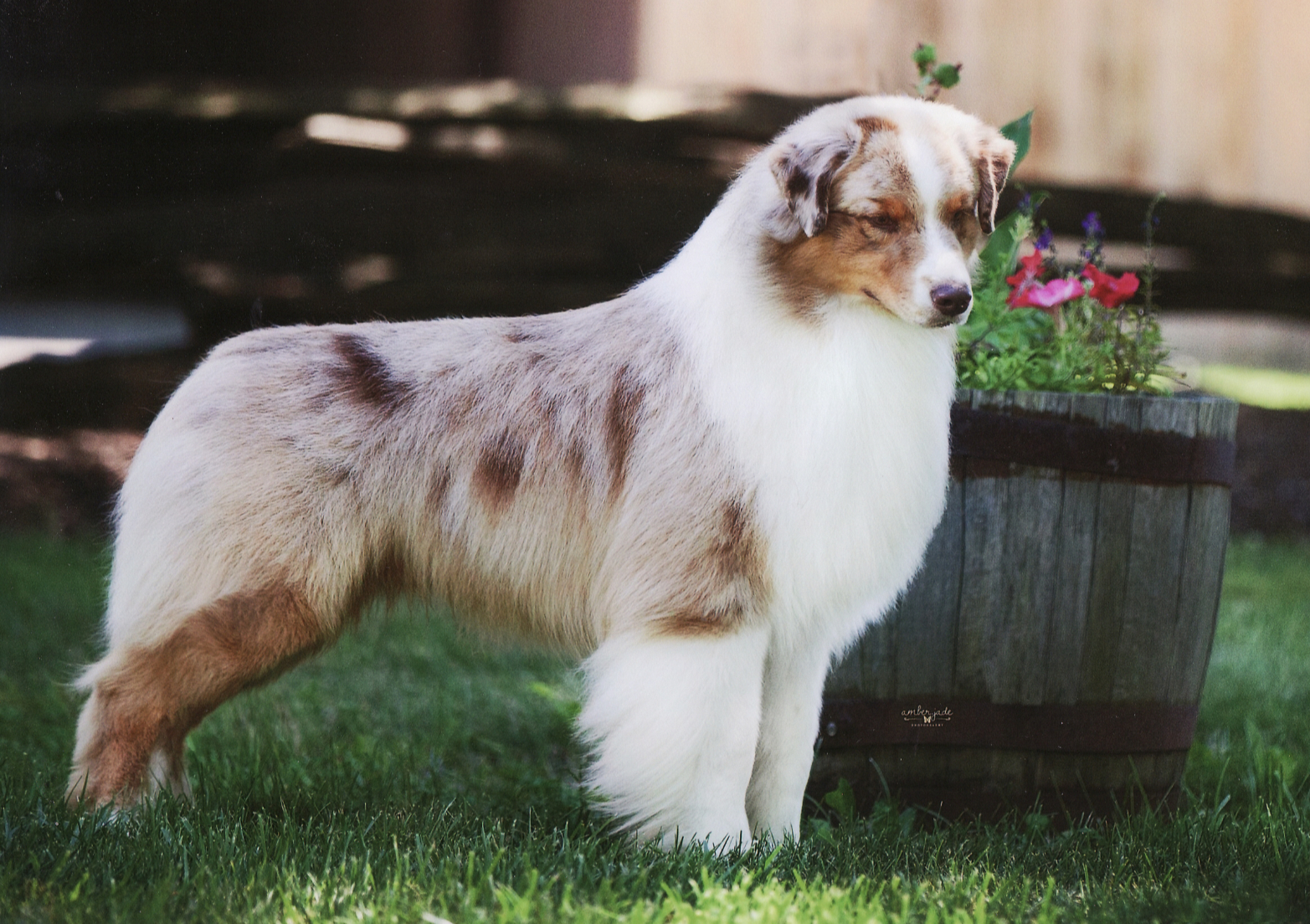 bow wows boutique aussie jimmy